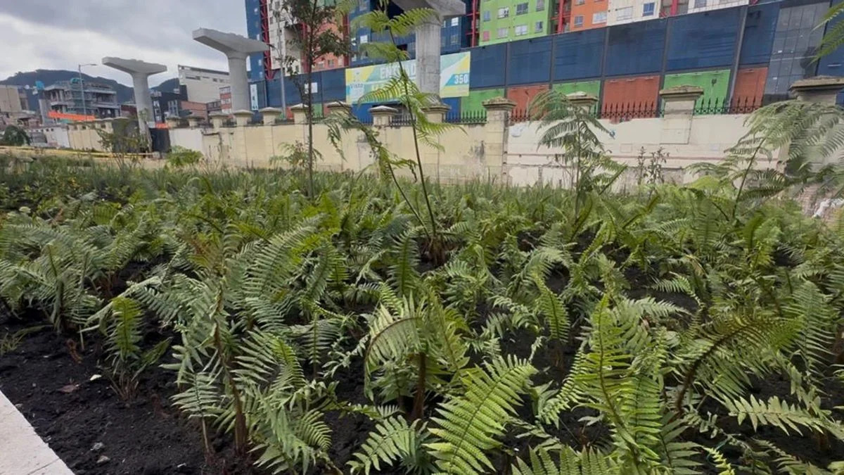 Área con helechos y árboles jóvenes sembrados. Al fondo hay un muro, edificios de colores y columnas de concreto.